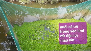 Nuôi cá trê trong vèo lưới rất tiện lợi mau lớn