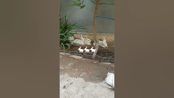 This Cute Little Rabbit 🐇🐇🐇 Loves to Laugh While Being Petted #cuterabbit #aigenerated  #cutepet