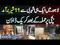 Wildlife Crackdown In Lahore, 11 Lions Found From Citizen After Pet Lioness Attacks 8 Year Old Girl