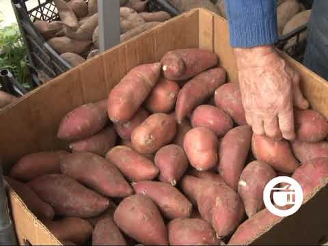82 წლის ბიოლოგმა  შოთა ერიაშვილმა  ლაგოდეხში  ტკბილი კარტოფილი მოიყვანა
