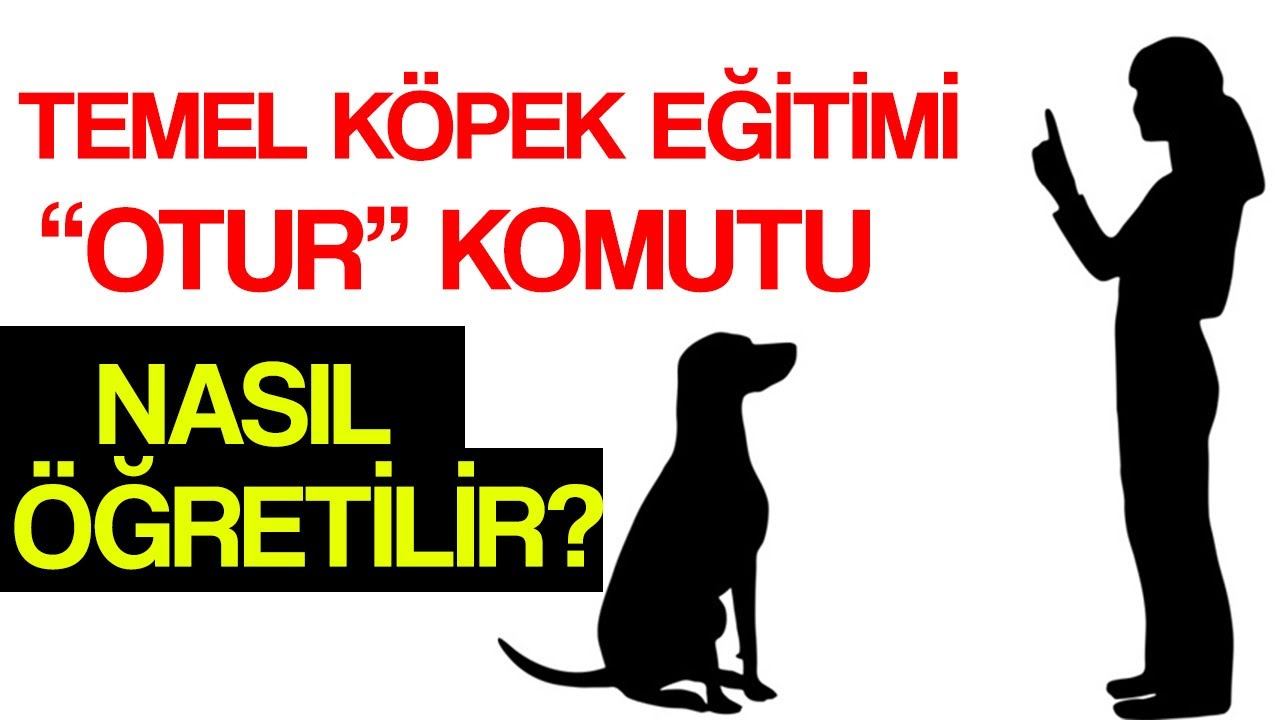 Temel Köpek Eğitimi 