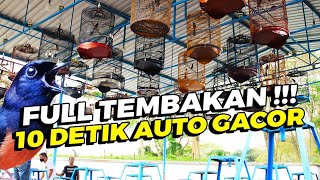 LIVE 4 - Simulasi Lomba Murai Batu FULL TEMBAKAN | PUTAR SEBELUM BERLOMBA