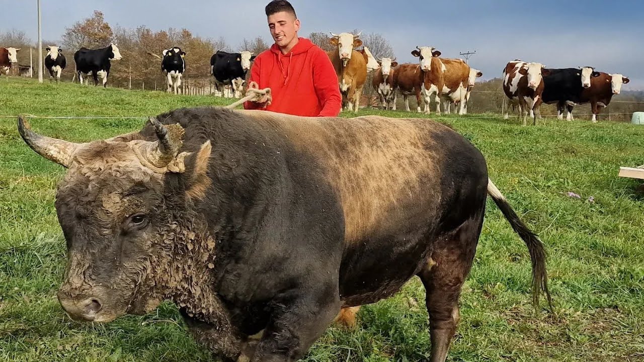 -Nova štala i bikovi na surovoj planini  Grmeč ADISA OMIĆA u Sanskom Mostu-