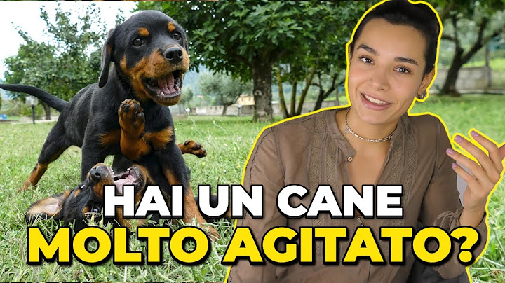 Educazione alla calma: Come insegnare al cane a calmarsi