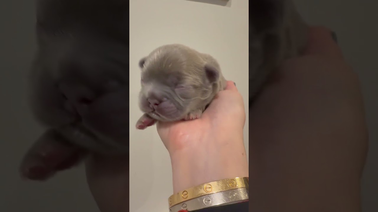 5 Day Old Fluffy French Bulldog Puppy! 