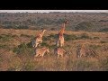 WildEarth - Sunrise Safari - 14 June 2020