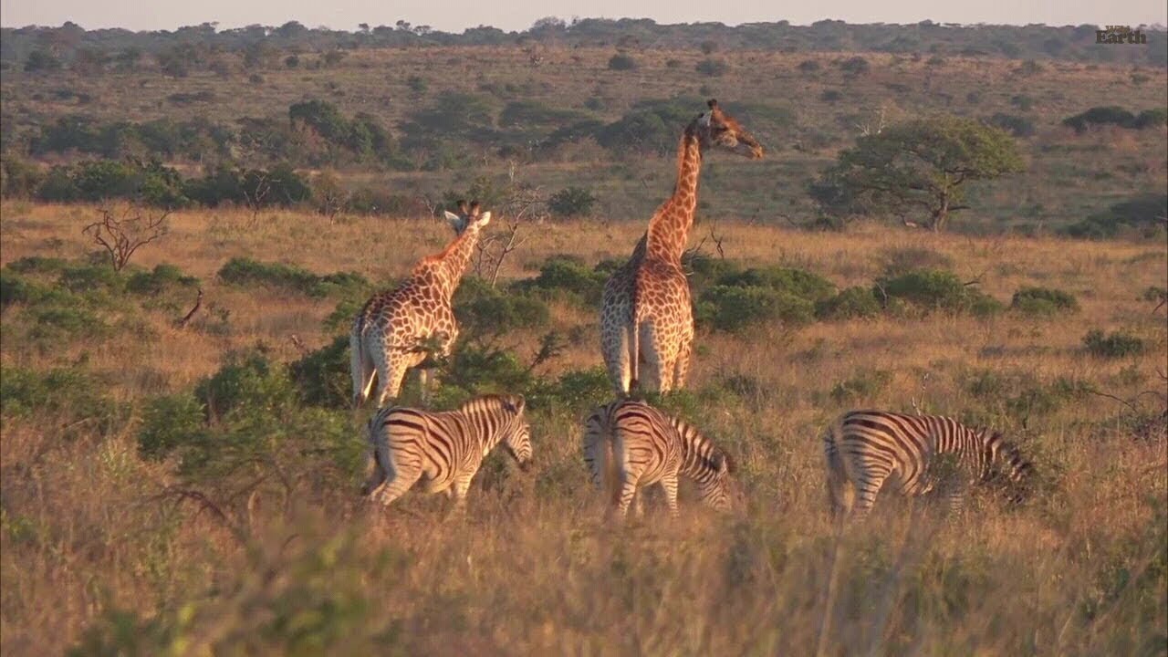 wildearth sunrise safari