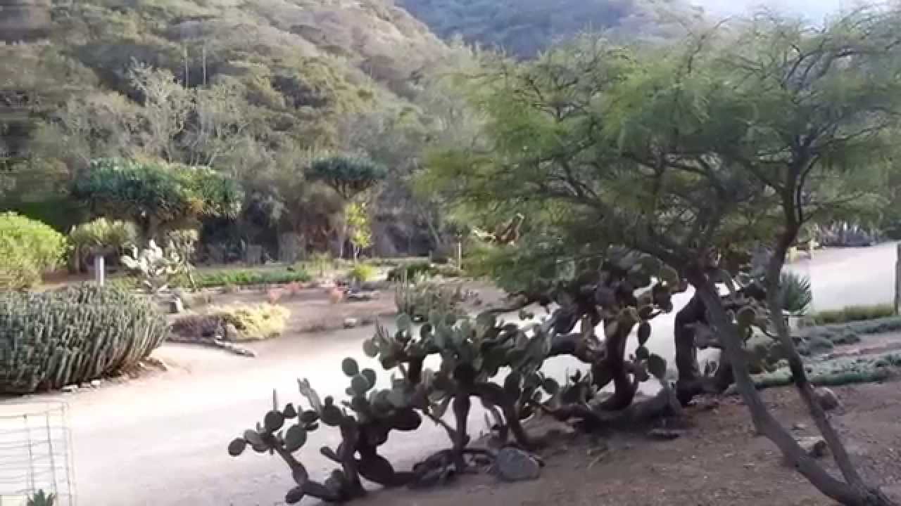 Wrigley Botanical Gardens On Catalina Island Youtube