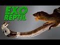 ExoReptil - Mangosta VS Cobra ( Lucha Real )