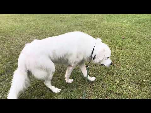 Introduction to aggressive Great Pyrenees 