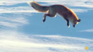 How red foxes hunt for prey under the snow