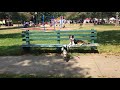 Dog Training | Practicing long line recall | Solid K9 Training Dog Training Dog Training | Practicing long line recall | Solid K9 Training Dog Training