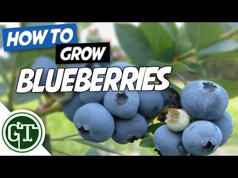 Video: Blueberry 