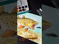 Watercolor Brown Trout #watercolor #inkdrawing #paintingprocess #browntrout #wildlifeartist