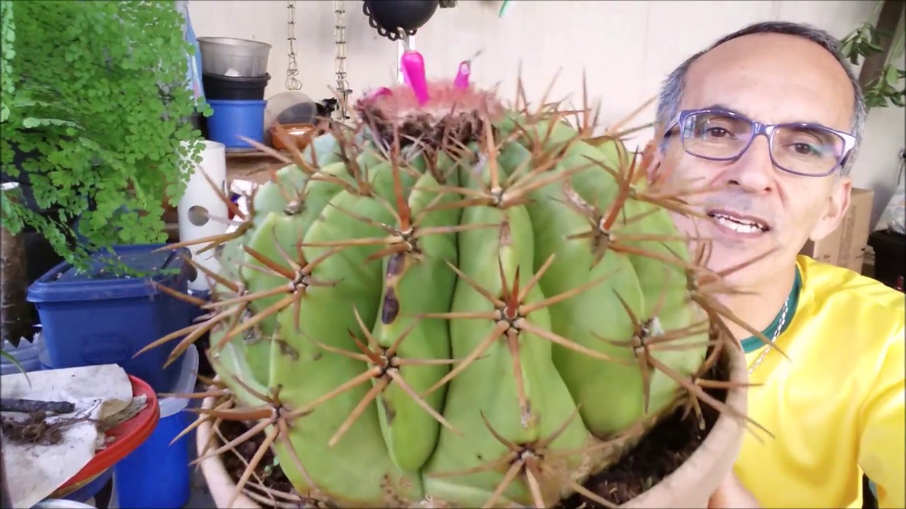 COMO É O CACTO COROA-DE-FRADE ou CABEÇA-DE-FRADE (Melocactus zehntneri) -  thptnganamst.edu.vn