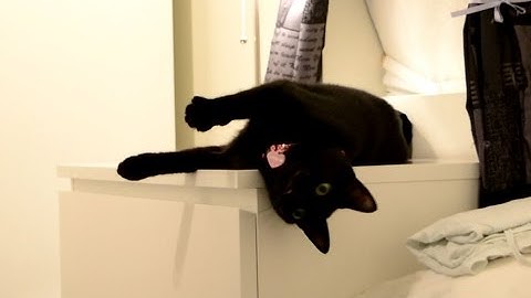 Cute Cat Playing With Toy Mouse Part 2