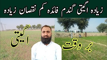 Demerits of early sowing of wheat | Bilal Kanju Official