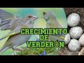 crecimiento de verderón