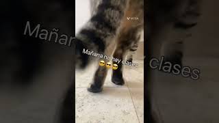 Mañana No Hay Clases