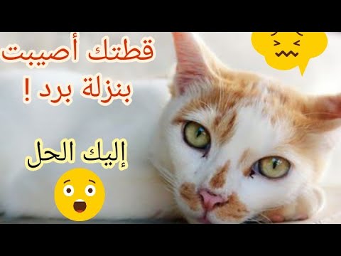 فيديو: كيفية علاج قطة صغيرة من نزلات البرد