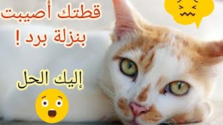 امراض شائعة تصاب بها القطط...ماذا أفعل عندما تصاب قطتي بنزلة برد ؟