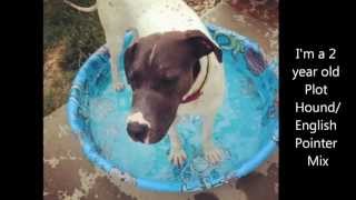 Pollo is missing from East Peoria, IL. Please help us find him!