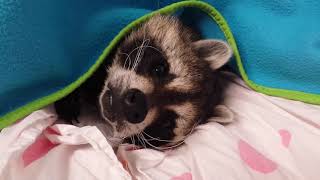 Pets Being Awesome & Funny Videos Compilation