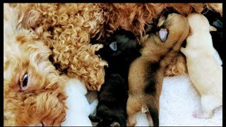 Poodle Rescue Update 01 She Gives Birth to Five Adorable Non-Poodle Puppies