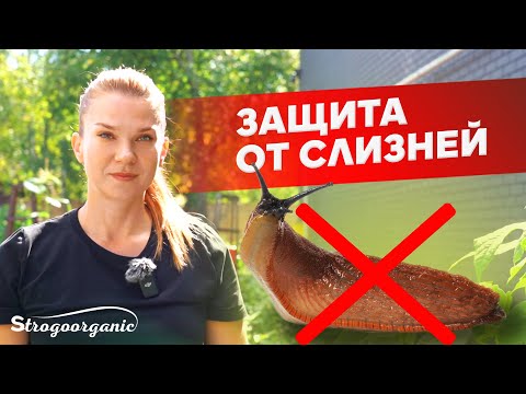 Совет, который защитил фасоль от слизней / Ученицы Strogoorganic