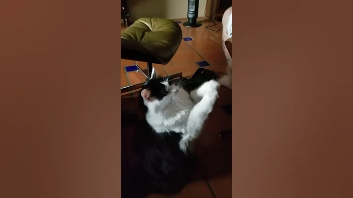 Pet me, please please please!