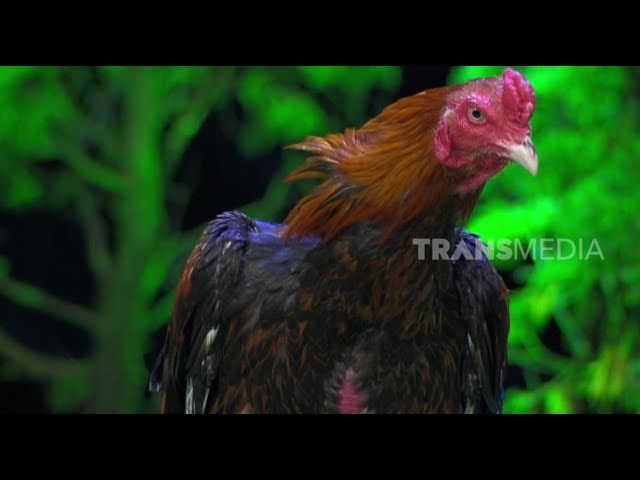 peternak ayam aduan di blitar