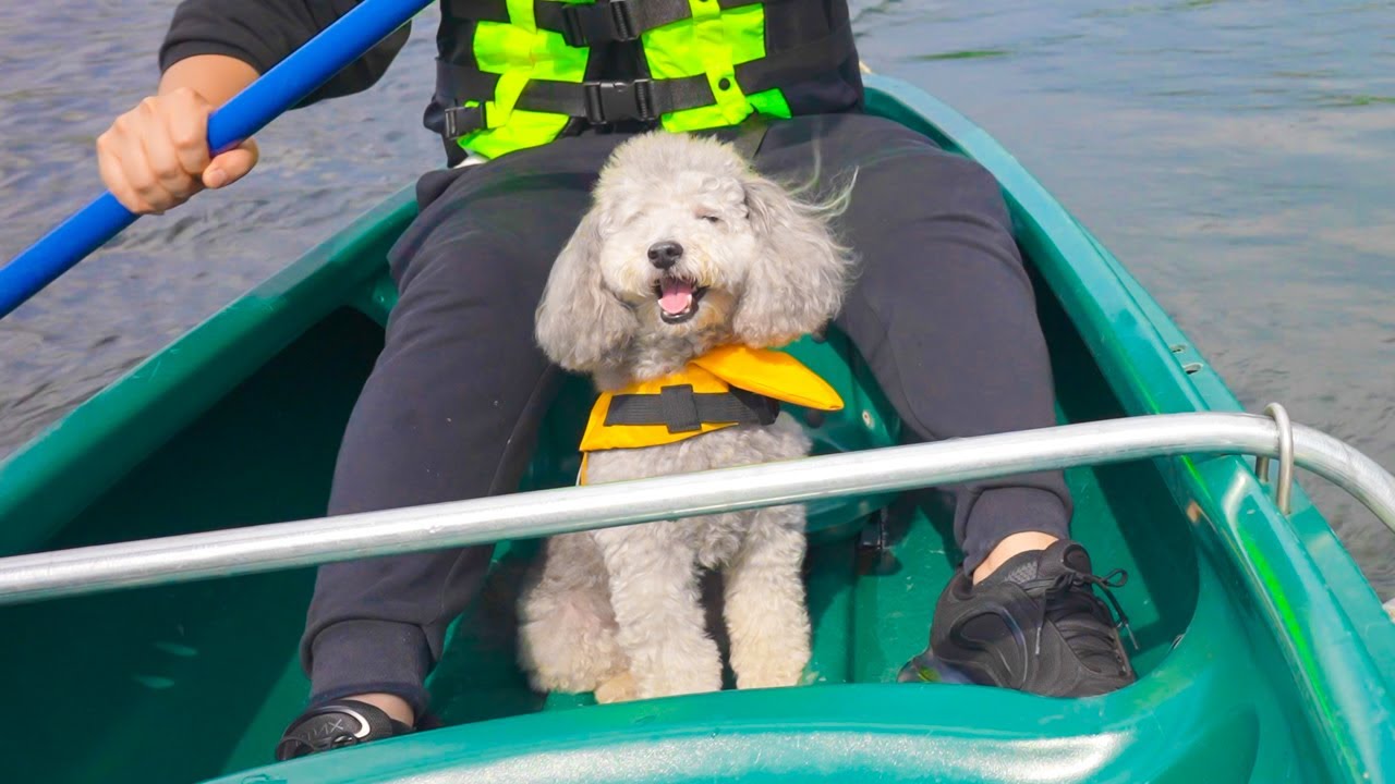 🐶生まれてはじめてカヌーに乗った犬の反応が可愛すぎたw