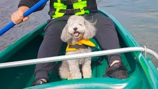 🐶生まれてはじめてカヌーに乗った犬の反応が可愛すぎたw