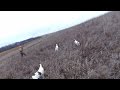 Pheasant Hunting Triple Brittany Spaniel Style(Garmin Virb) の動画、YouTube動画。