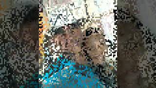 Daiane e Igor história de amor