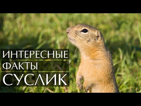 Видео: Когда суслики наиболее активны?