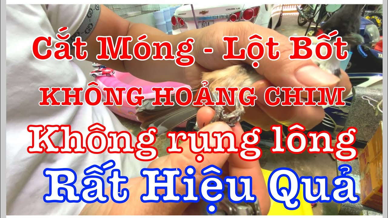 HƯỚNG DẪN CẮT MÓNG CHÂN VÀ LỘT BỐT CHO CHÀO MÀO KHÔNG BỊ HOẢNG CHIM VÀ RỤNG LÔNG