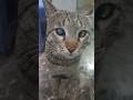 This is one of the cat 🐱ྀི ⋆🐾° ᡣ𐭩 #cat #viral