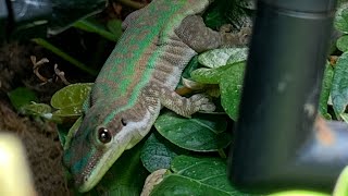 Phelsuma Cepediana Day Gecko With Reptifogger