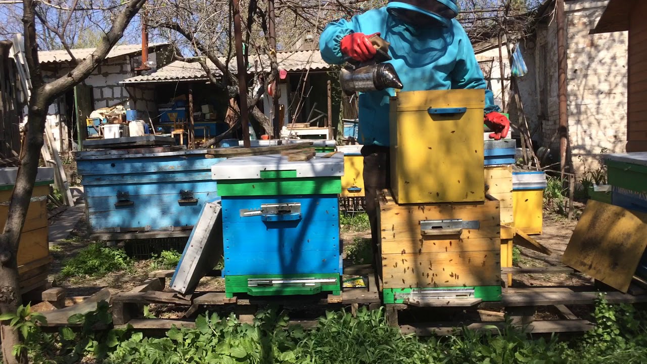 Arıçılıq/ 6 çərçivəlik qutunun 10 çərçivəlik qutuya köçürülməsi