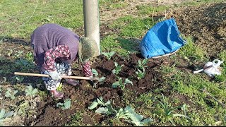 Hiç Kara Lahana Fidesi Diktiniz mi? 😀Have you ever planted cabbage seedlings in your garden?🐔
