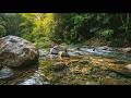 GENTLE WATER FLOW IN TROPICAL FOREST – SOOTHING RIVER ASMR FOR SLEEP &amp; MIND RELAXATION