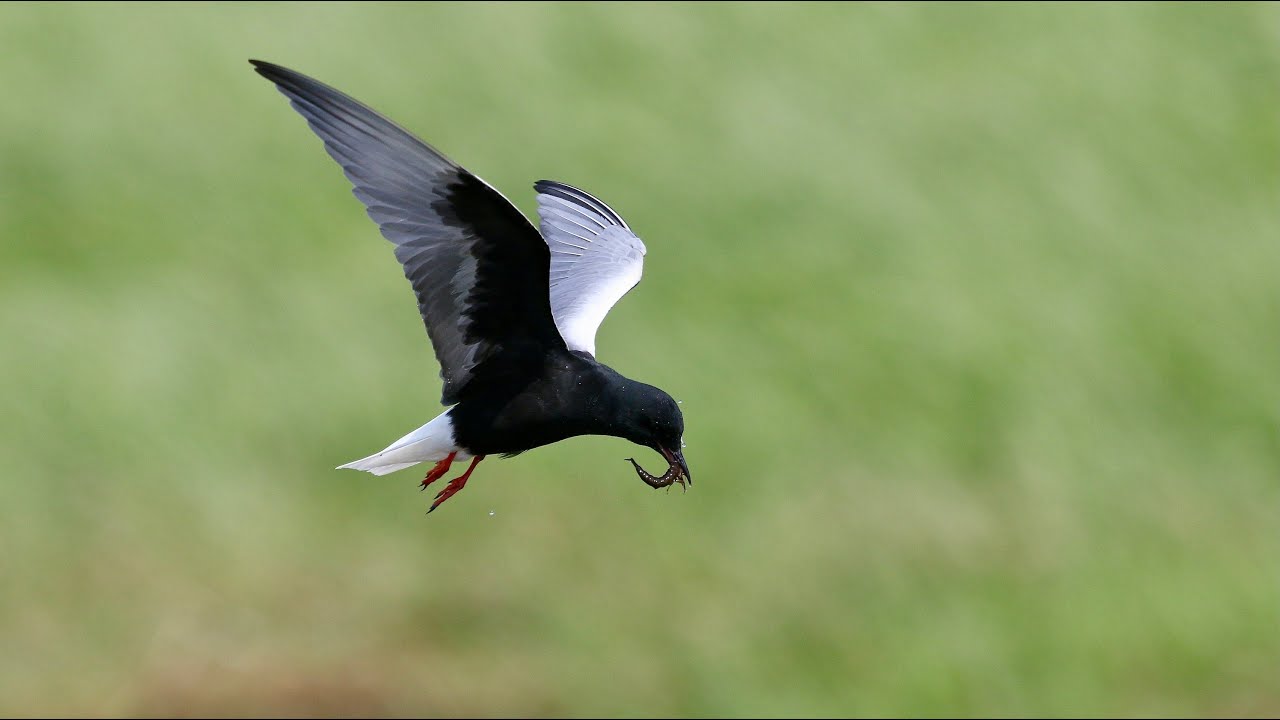 Białowieża Forest & Biebrza Marshes in May 2024