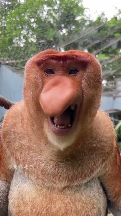Proboscis Monkey Nakula #Chimelong Wildlife World #Zoo Real Video #OriginalVideo #Fantastic Animals