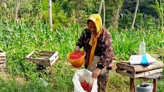 Ms Endang harvests chilies, lives in a remote village in South Blitar