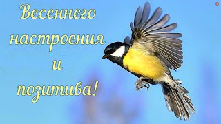 Хорошего Настроения И Позитива В Этот Весенний День!