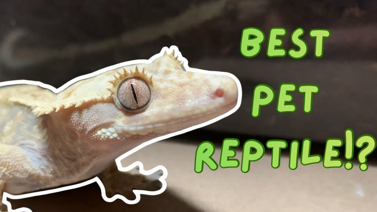The truth about Crested Geckos as pets | Are Crested Geckos the best pet reptile?