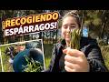 Recogimos espárragos silvestres en el monte y los cocinamos en el campo 🌿