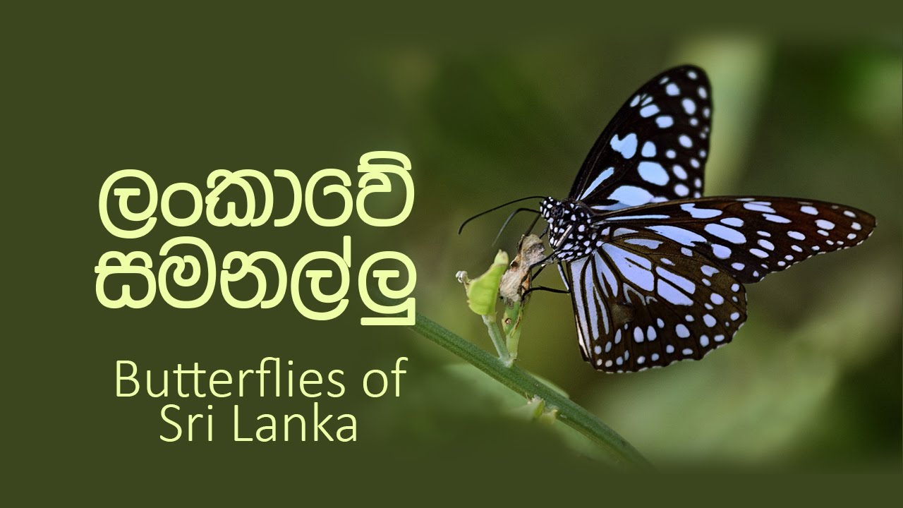 ලංකාවේ සමනල්ලු Butterflies of Sri Lanka Butterfly YouTube