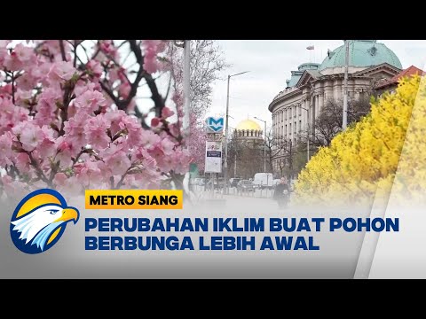 Musim Semi Kuncup Dan Bunga Mekar Di Bulgaria Metro Siang 
